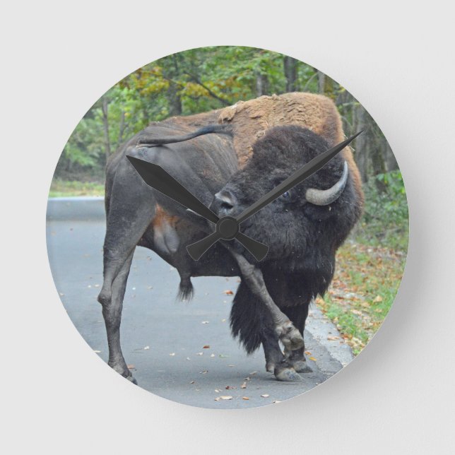 Funny Bull Bison Licking His Testicles Round Clock (Front)