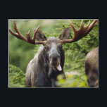 Funny Bull Moose Postcard<br><div class="desc">Humourous bull moose sticking his tongue out at you</div>