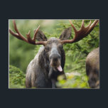 Funny Bull Moose Postcard<br><div class="desc">Humourous bull moose sticking his tongue out at you</div>