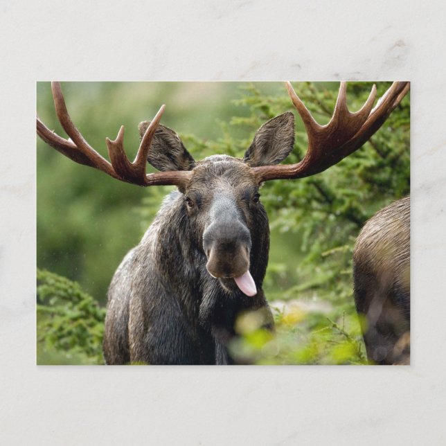 Funny Bull Moose Postcard (Front)