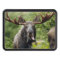 Funny Bull Moose