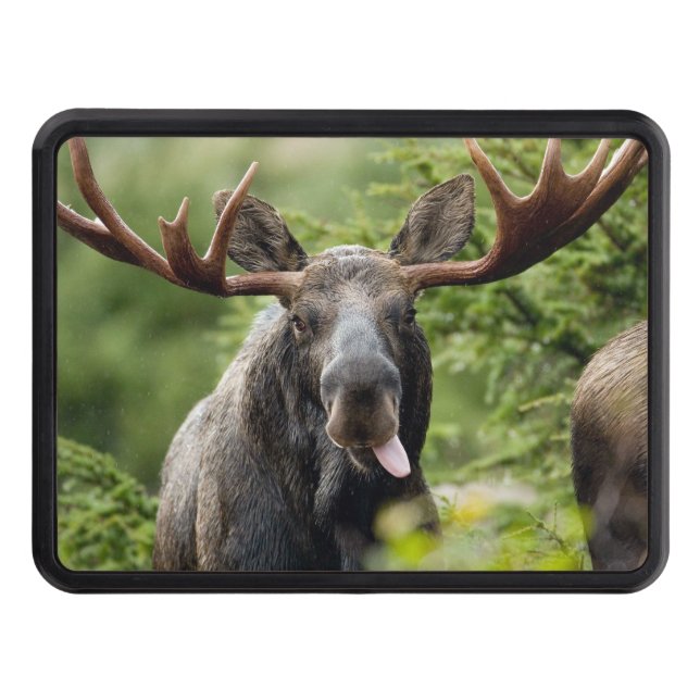 Funny Bull Moose Trailer Hitch Cover (Front)