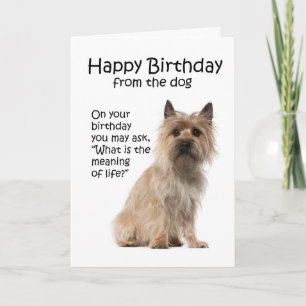 Funny Cairn Terrier Birthday Card