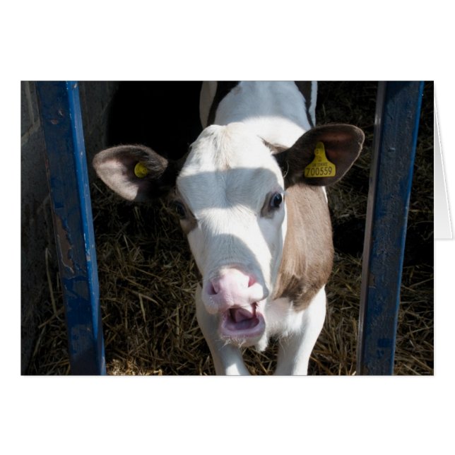 Funny Calf (Front Horizontal)