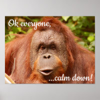 Funny calm orangutan