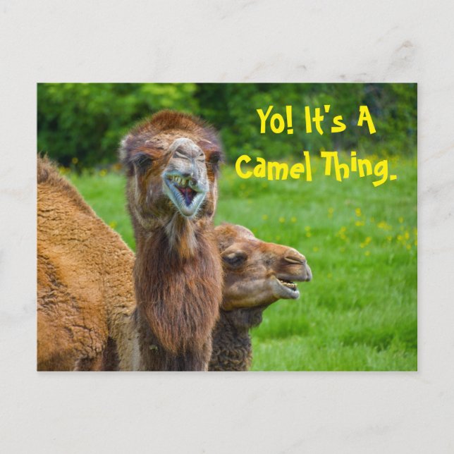 Funny Camel Animal Postcard (Front)