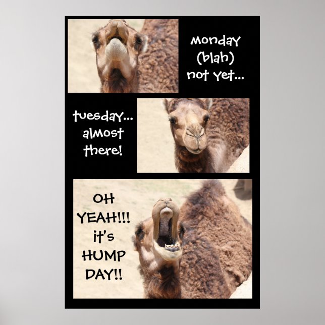 Funny Camel Hump Day COUNTDOWN Poster (24x36) (Front)
