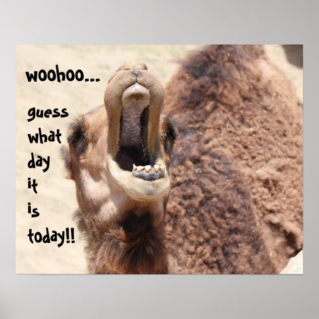 Funny Camel "hump day"  Guess what day it is! Poster (Front)
