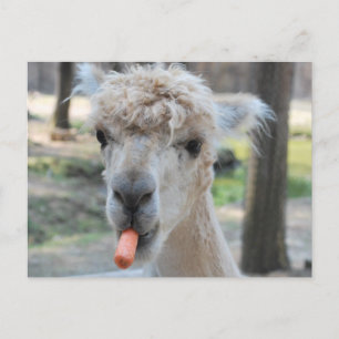 Funny camel postcard