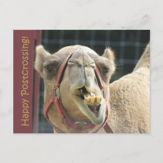 Funny Camel Postcrossing Postcard