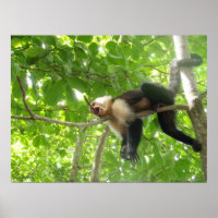 Funny Capuchin Monkey In A Tree