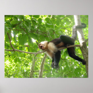 Funny Capuchin Monkey In A Tree Poster