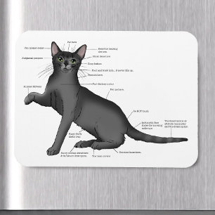 Funny Cat Anatomy Diagram Humour Nerdy Magnet