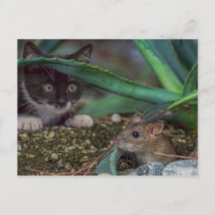 Funny Cat and Mouse Postcard