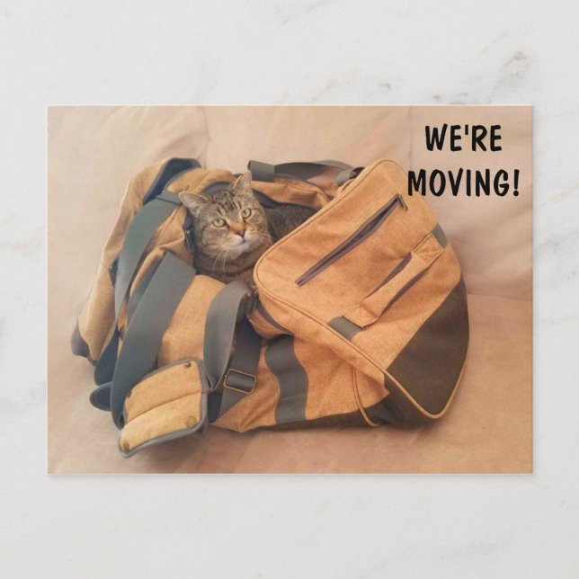 Funny Cat And Suitcase Moving Postcard (Front)
