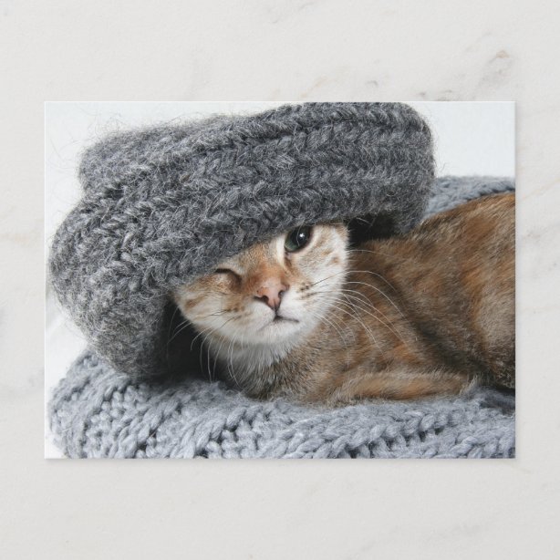 Funny Birthday Messages Postcards | Zazzle CA