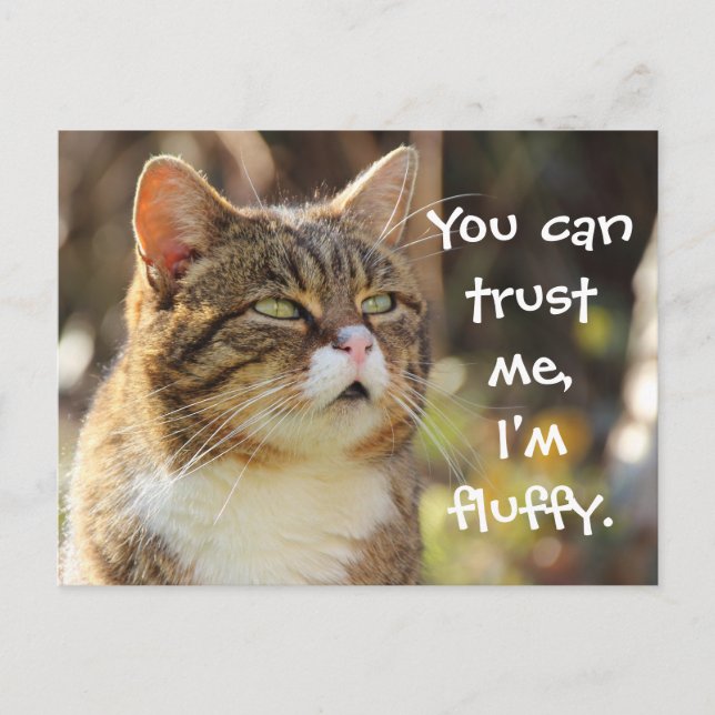 Funny Cat Caption Trust Me I'm Fluffy Postcard (Front)