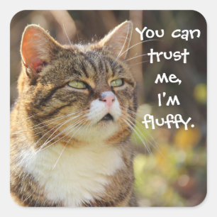 Funny Cat Caption Trust Me I'm Fluffy Square Sticker