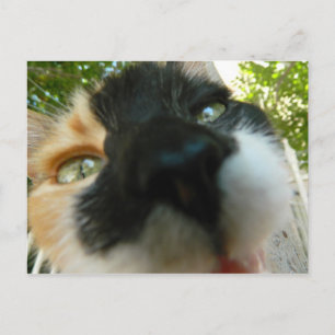 Funny cat face close up photo postcard