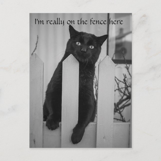 Funny cat hanging on a fence postcard (Front)