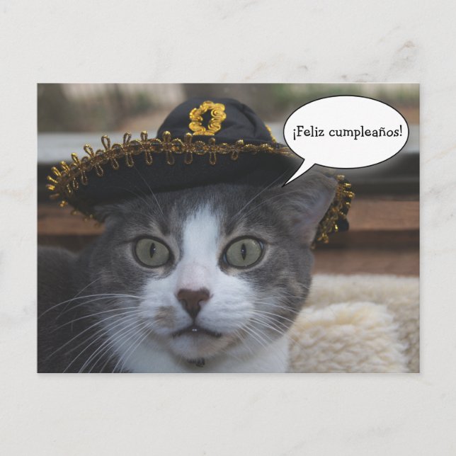 Funny Cat in Sombrero Postcard (Front)