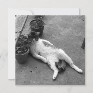 Funny Cat Lounging Black and White Card