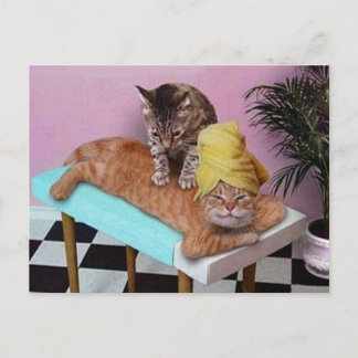 Funny Cat Massage Postcard