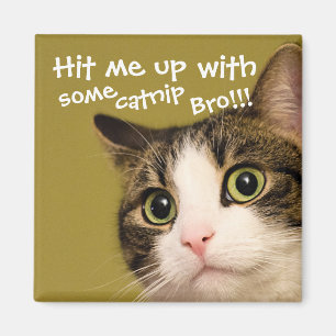 Funny Cat Photo Catnip Caption Magnet