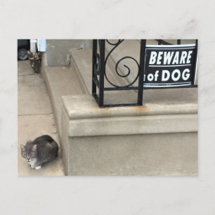 Funny Cat Photo Postcard