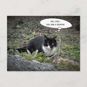 Funny cat postcard