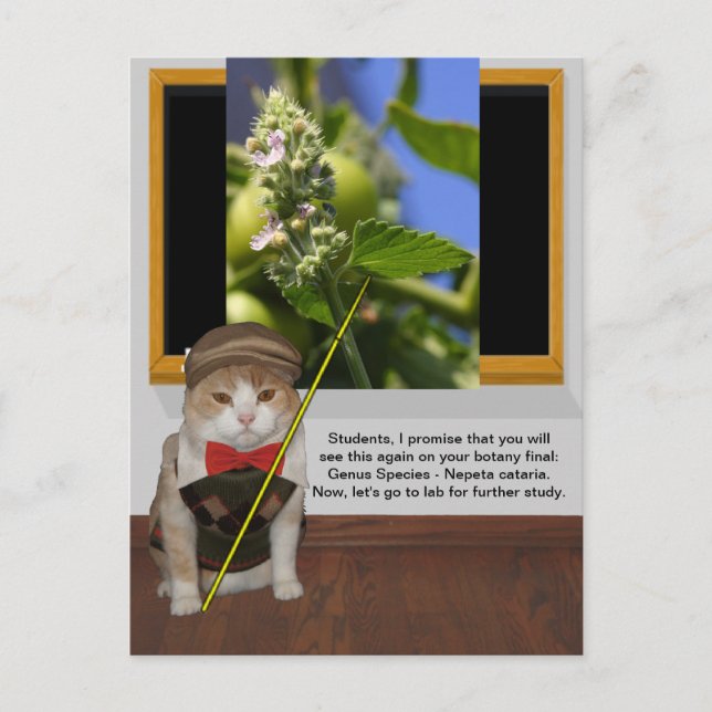 Funny Cat Professor Postcard (Front)