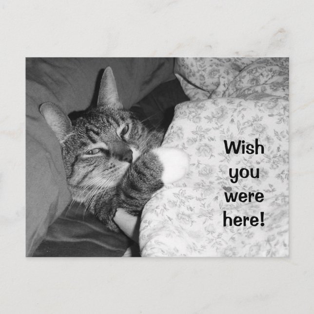 Funny cat sleeping in bed Wish you were here Postcard (Front)
