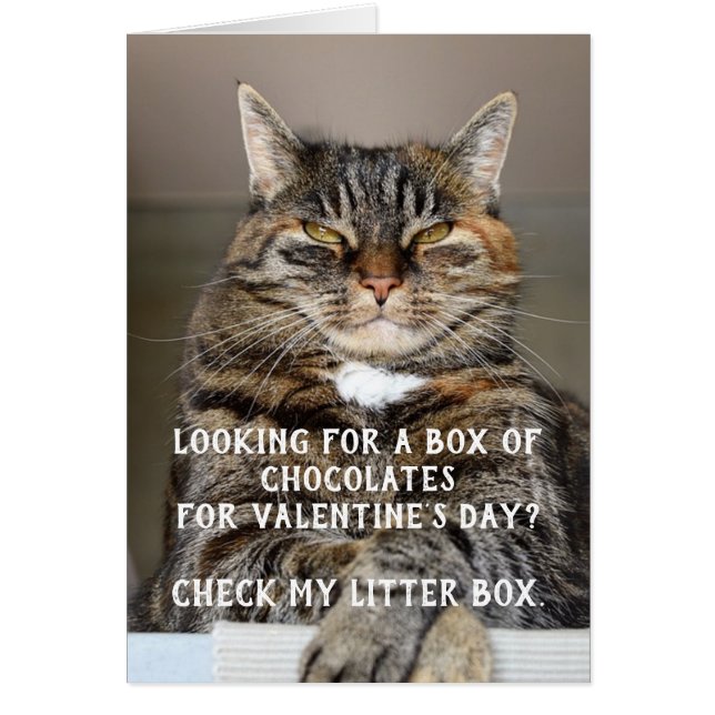 Funny Cat Valentine's Day Meme Anti-Valentine (Front)