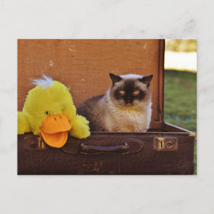 Funny Cat With A Duck In Suitcase Postcard