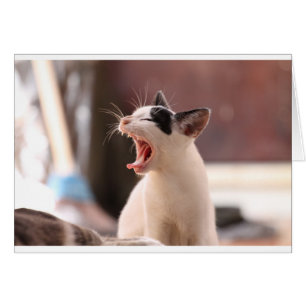 Funny Cat Yawning