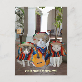 Funny Cats Feliz Cinco de Mayo Postcard