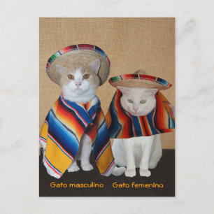Funny Cats in Sombreros for Fun or Teaching Postcard