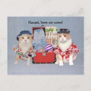 Funny Cats on Cruise Postcard