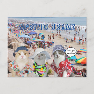 Funny Cats on Spring Break Postcard