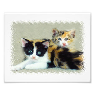 Funny Cats Photo Print