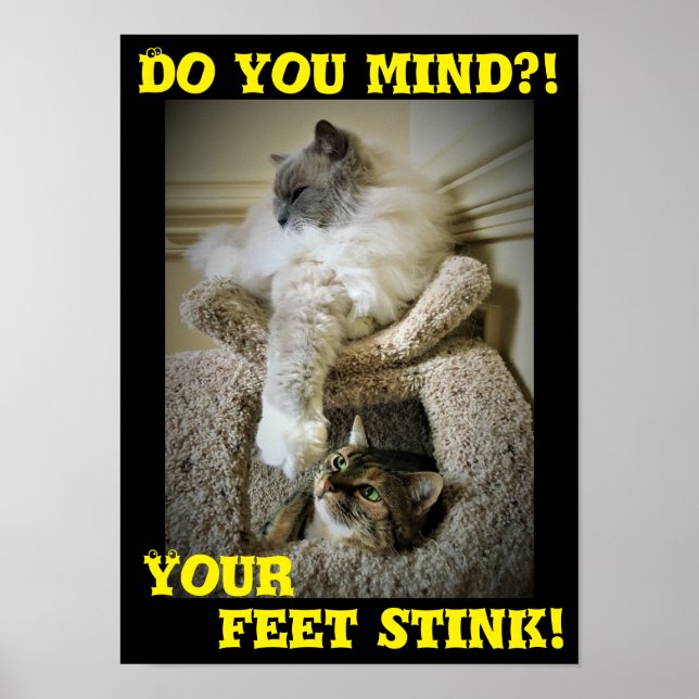 Funny Cats, poster (Front)