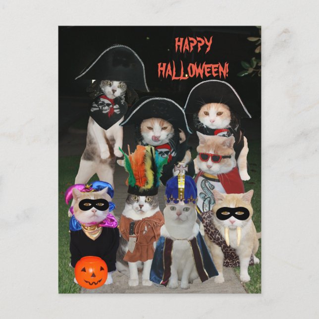 Funny Cats Prowling on Halloween Postcard (Front)