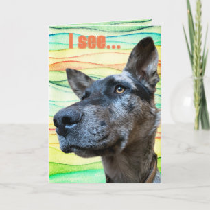 Funny Cattle Dog Head Photo Colourful Background Card