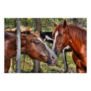 Funny Chestnut Stallion & Mare in a Forest Photo Poster