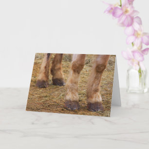 Funny Cheval Legs obtenir carte de bien