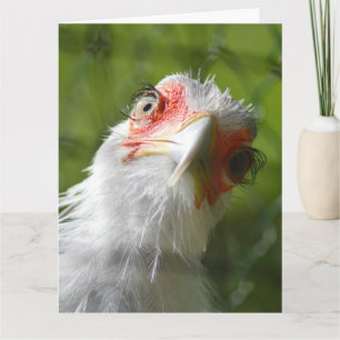FUNNY CHICKEN ANNIVERSAIRE CARTE DE RECONNAISSANCE