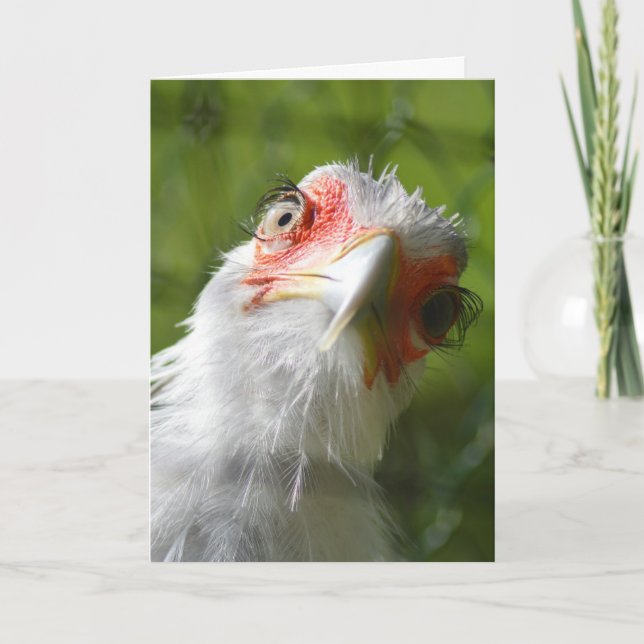 FUNNY CHICKEN BIRTHDAY CARD (Front)