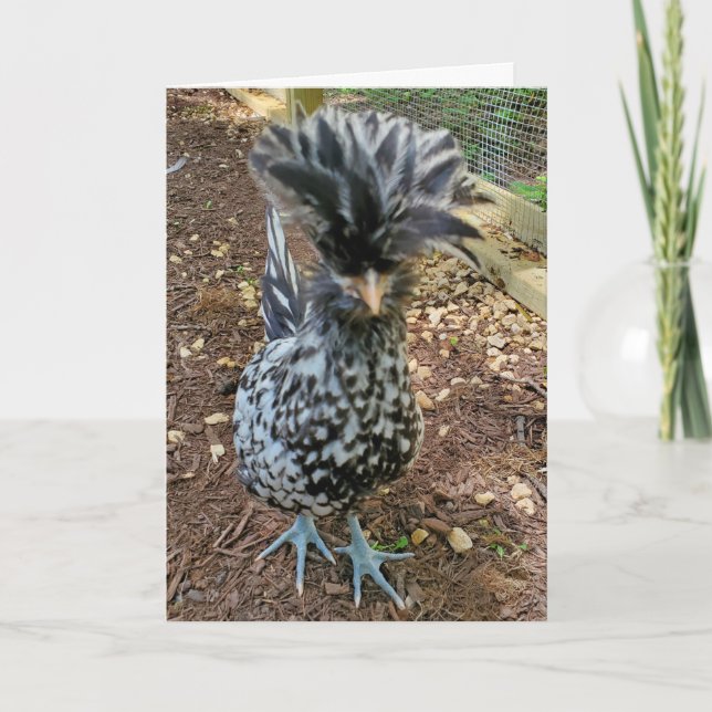 Funny Chicken Humour, Favourite Chick Polish Hen Card (Front)