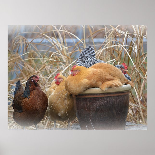 Funny Chickens Poster (Front)