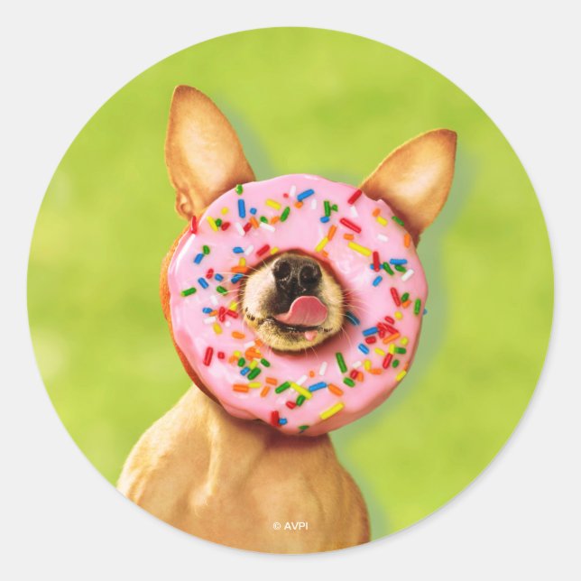 Funny Chihuahua Dog with Sprinkle Doughnut on Nose Classic Round Sticker (Front)